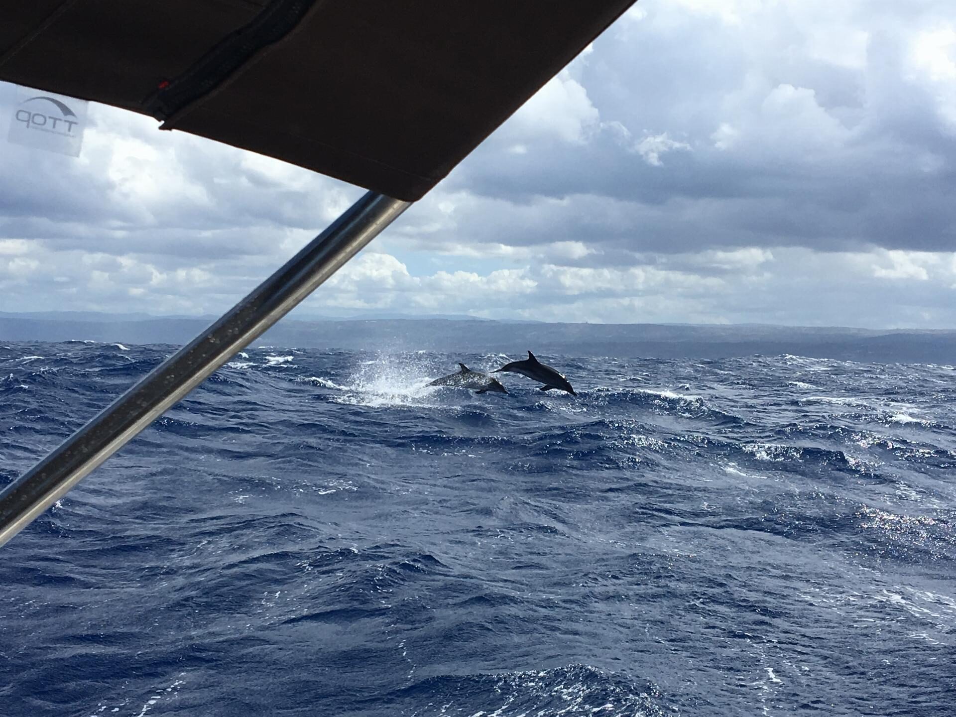 Zwei Delfine springen aus den Wellen des Mittelmeers, gesehen vom Segelboot aus unter der Bimini-Persenning.