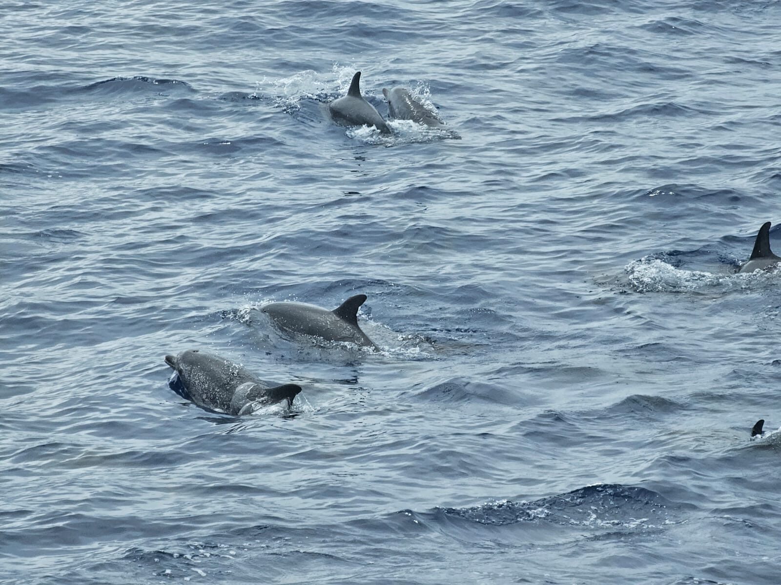 Delfinschule taucht durch die Wellen des Atlantiks zwischen Madeira und Málaga.