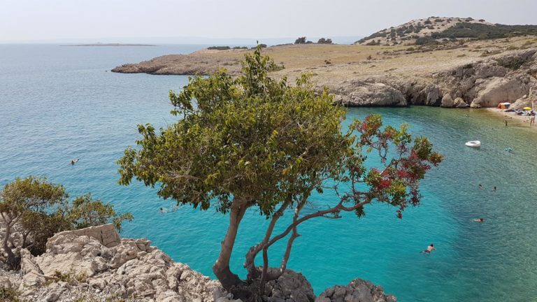 Türkisfarbene Bucht in der kroatischen Kvarner Bucht mit Baum auf Felsklippe, Schwimmern im Wasser und karger Küste.